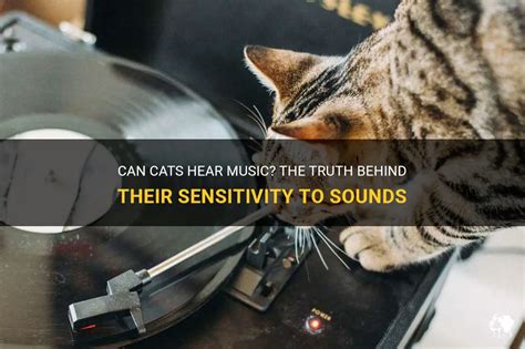 can cats hear music or not?