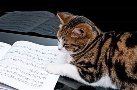 What Music Do Cats Like? And Other Feline-Related Audio Delights